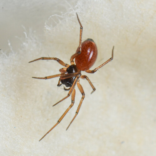 melanopygius