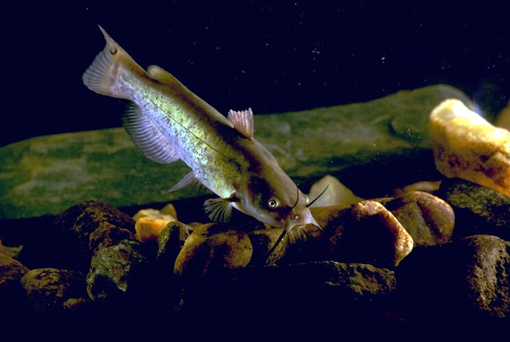 nebulosus