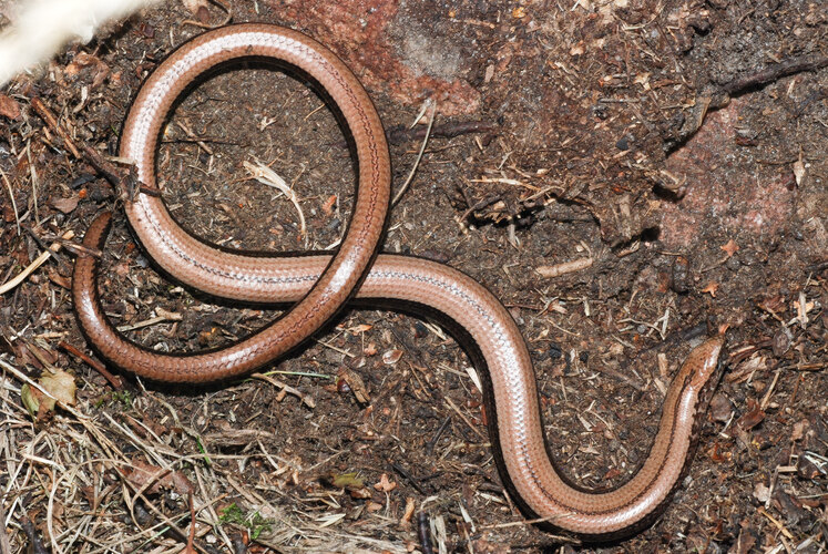 fragilis