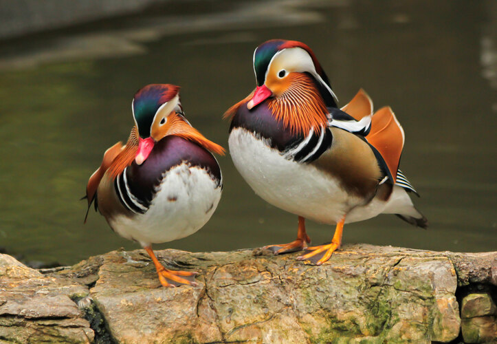galericulata