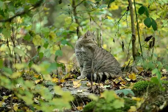 Foto einer Wildkatze, umgeben von grünem Blattwerk in einem Wald