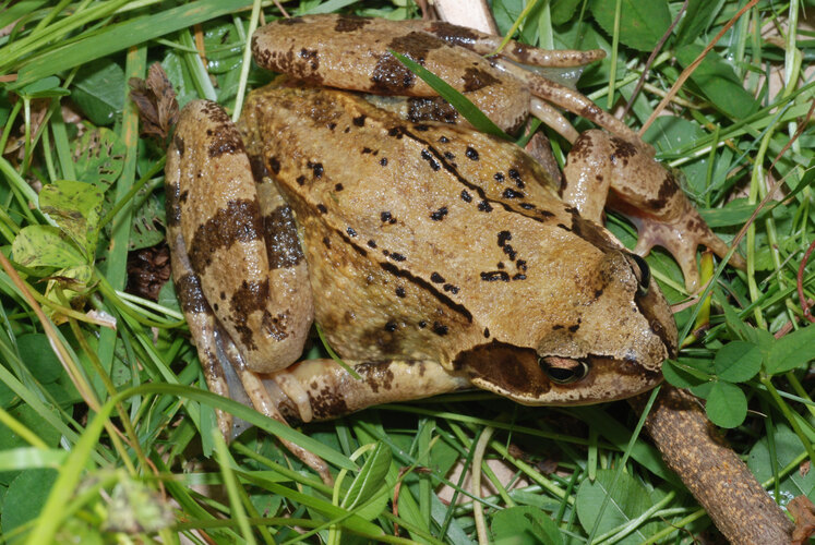 dalmatina